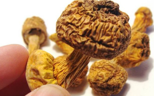巴西菇、姬松茸烘干機-怎樣烘干色澤好且菇體褶片完整？