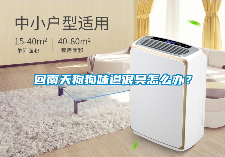 回南天狗狗味道很臭怎么辦？