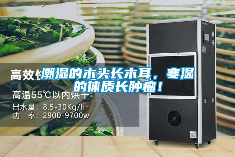 潮濕的木頭長木耳，寒濕的體質(zhì)長腫瘤！