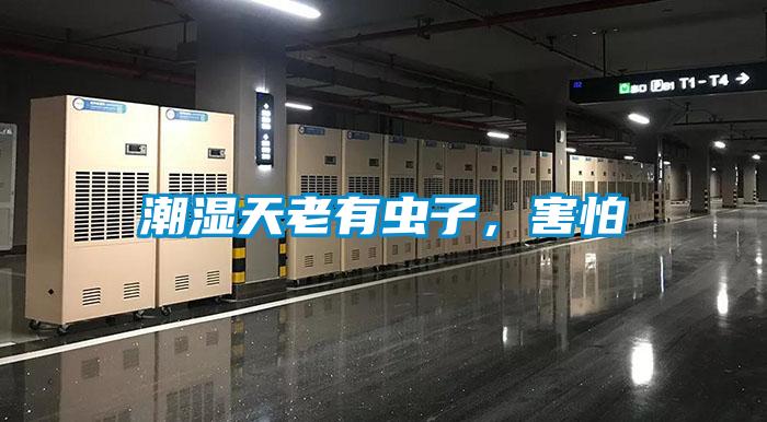 潮濕天老有蟲(chóng)子，害怕