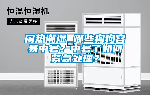 悶熱潮濕 哪些狗狗容易中暑？中暑了如何緊急處理？