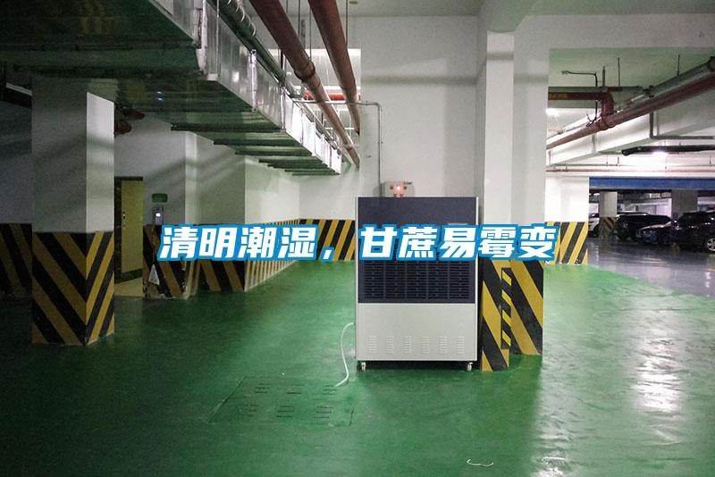清明潮濕，甘蔗易霉變