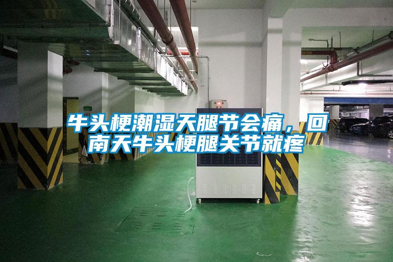 牛頭梗潮濕天腿節(jié)會痛，回南天牛頭梗腿關節(jié)就疼