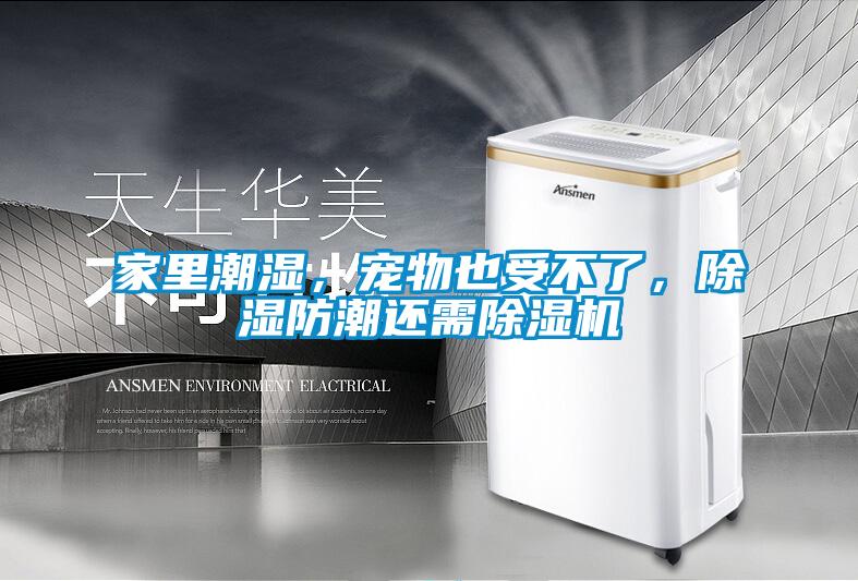 家里潮濕，寵物也受不了，除濕防潮還需除濕機(jī)