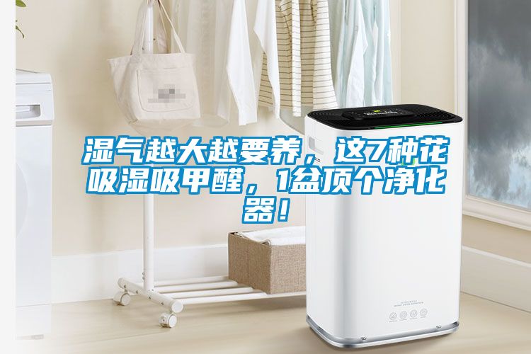 濕氣越大越要養(yǎng)，這7種花吸濕吸甲醛，1盆頂個凈化器！