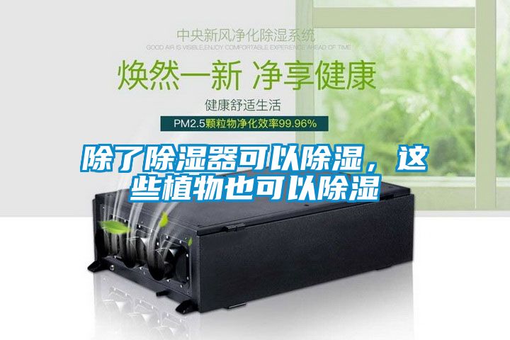 除了除濕器可以除濕，這些植物也可以除濕